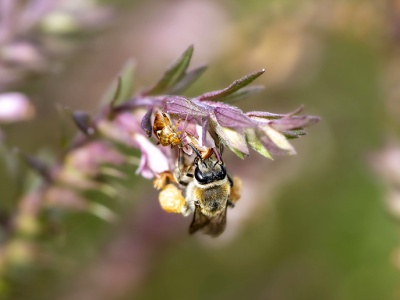 Zagorzałek późny – Odontites vernus subsp. serotinus