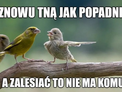 Raport NIK: w Lasach Państwowych rządzi beton, który chyba nie zauważył zmian klimatu