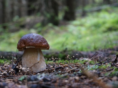 Warmia - raj grzybiarzy. Gdzie warto wybrać się na grzyby?