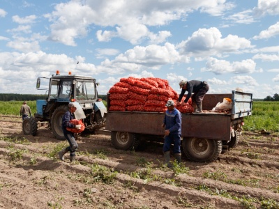 Rosjanie w Królewcu przeżywają ziemniaczany kryzys