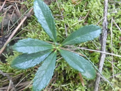 Na północ od Sosiny - zielona plama na mapie Jaworzna