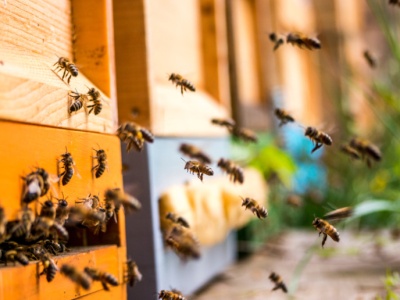 Przybywa ognisk groźnej choroby pszczół. W których powiatach potwierdzono zachorowania?