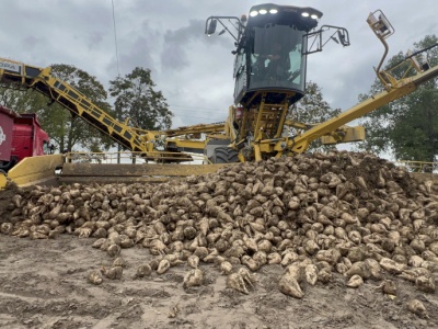 7,7 mln ton buraków do przerobu. Kampania cukrownicza 2025/26 w KGS