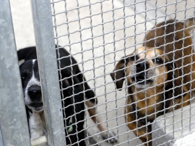 Zapłacą za adopcję psa lub kota! Specjalna akcja. Są pewne warunki