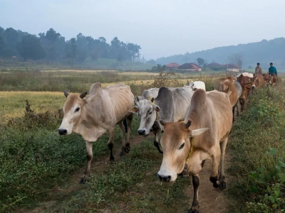 Ile mleka produkują kraje Mercosur? Czy zaleją europejski rynek?