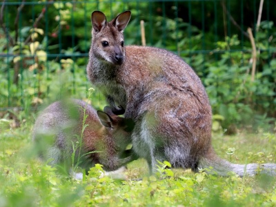 Poznajcie Shelly i jej córkę Peanut. To bohaterki kolejnego odcinka cyklu „Zooreporter