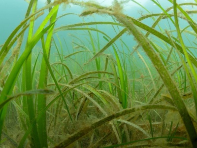 Polscy naukowcy sadzą trawę. W bardzo nietypowym miejscu. Oto ich plan