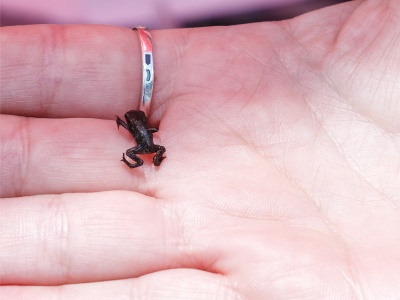 Oto miniaturowi mieszkańcy Ziemi. Zwierzęta tak małe, że trudno w nie uwierzyć