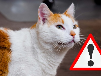 Groźny wirus zabija koty. Atakuje także te niewychodzące