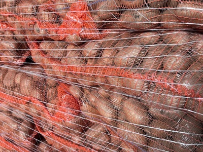 Ceny ziemniaka są dramatyczne. Rolnik z woj. zachodniopomorskiego alarmuje