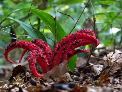 W Polsce pojawił się obrzydliwy grzyb. 