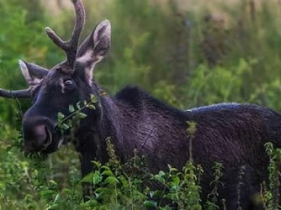 Wędrówka łosia Emila na południe. Łoś z Polski wędruje przez Europę