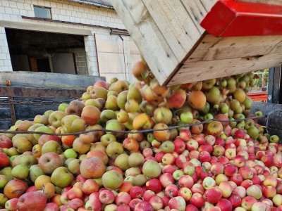 Mniejsze dostawy jabłek przemysłowych w Mołdawii mogą stymulować rynek późną jesienią
