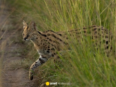 Egzotyczny kot w lesie koło Głogowa. Leśnicy apelują. 
