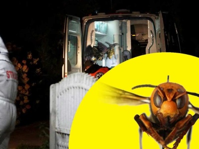 Tragedia na drodze. Zmarł po użądleniu przez szerszenia