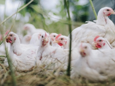 Grypa ptaków: FAO ostrzega przed możliwą pandemią