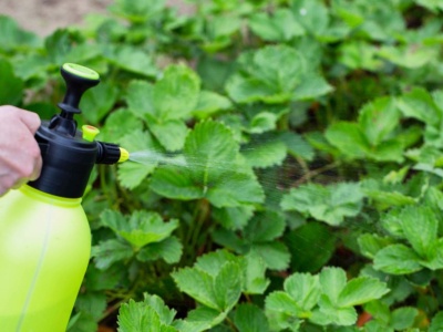 Czym pryskać krzewy owocowe? Jesienne opryski wzmocnią owocowanie