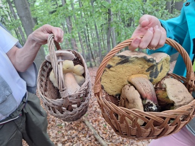 Sezon na grzyby trwa. Tarnowianie pochwalili się, jakie znaleźli okazy