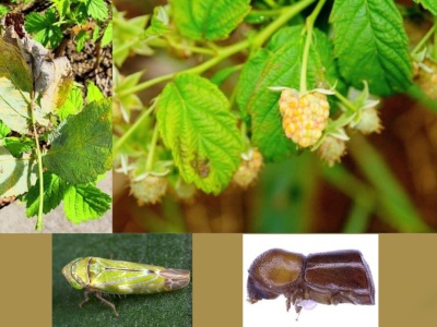 Szkodniki i grzyby – nowe zagrożenia fitosanitarne dla Polski