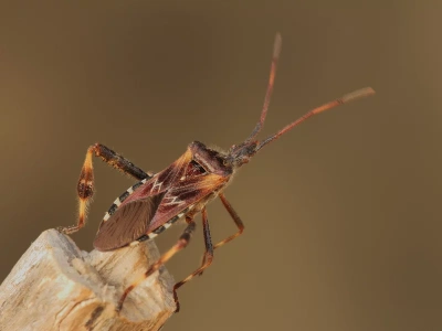 Śmierdzące pluskwiaki w polskich domach. Jak pozbyć się „pasażerów na gapę”?