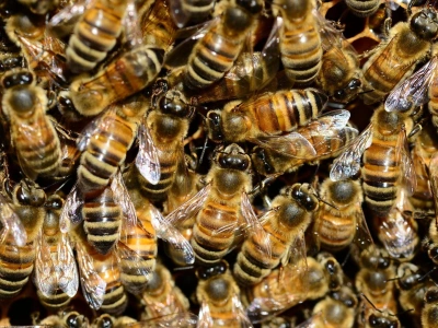 TSMC postawiło na pszczoły. Nikt się tego nie spodziewał