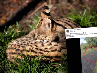 Egzotyczny drapieżnik widziany na Dolnym Śląsku. Leśnicy alarmują. 