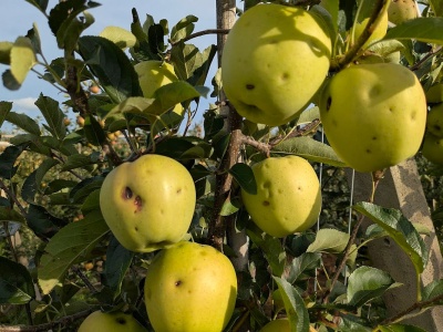 Turcja. Po przymrozkach przyszło gradobicie…