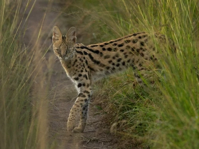 Drapieżny kot spaceruje po lesie w Polsce. „To nie żart”