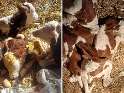 Niezwykłe narodziny w gospodarstwie. Krowa urodziła piękne trojaczki