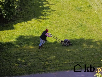 Kiedy ostatni raz kosić trawę? Jeden błąd i wiosną czeka cię żółta plama