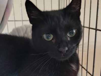 Gabi - historia kota, który potrzebuje nowego domu