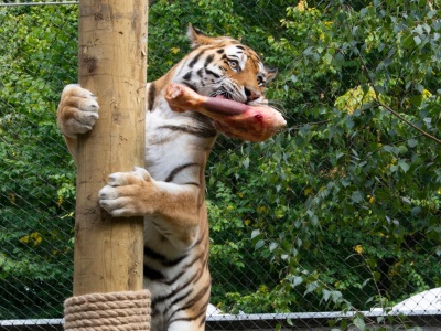 ZOO zaprasza na pokazowe karmienie tygrysów