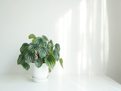 Ma mnóstwo odmian - wszystkie są piękne. Jak prawidłowo dbać o peperomię w domu?