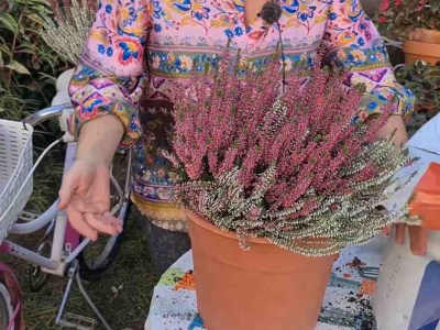 Zbędny element. Lepiej go usuń, bo hamuje rozwój wrzosów