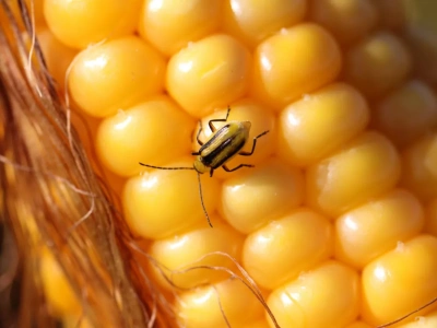 Stonka kukurydziana - jak zapobiegać i czym pryskać?