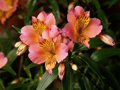 Ta lilia może kwitnąć aż do listopada. Wystarczy, że nie zapomnisz o tym