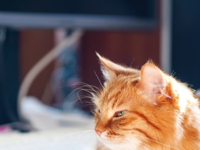 Kot w biurze pomaga lepiej pracować? Badania mówią same za siebie