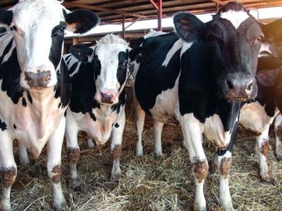 Płyta obornikowa nie dla wszystkich? Rolnicy chcą zmian w przepisach