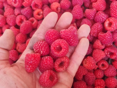 Maliny deserowe. Tyle kosztowały na ukraińskich rynkach hurtowych w 2025 r.