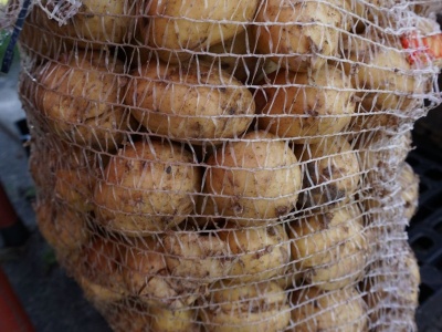 Jaka jest cena ziemniaka w połowie września 2025 r.?