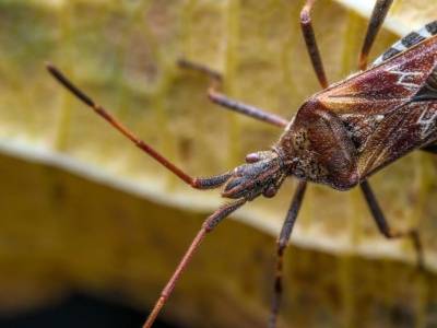 Śmierdzą, buszują i się mnożą. 