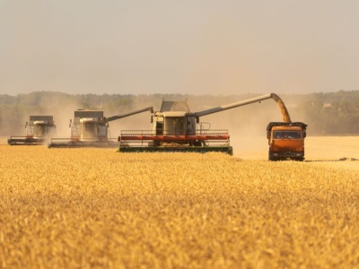 Światowe zbiory pszenicy i zapasy mocno w górę – prognoza USDA