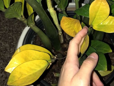 Przestaw doniczkę w to miejsce. Zamiokulkas przestanie żółknąć