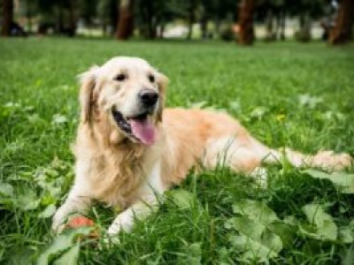 Krakowskie schronisko bije na alarm. 600 zwierząt pilnie szuka wirtualnych opiekunów!