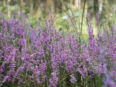 Wrzos relaksuje, wspomaga nerki i układ pokarmowy. Przepisy zielarskie