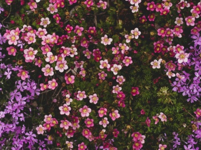 Najpiękniejsze byliny na jesień. Będą zdobić rabatę do listopada