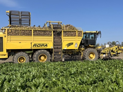 Burak cukrowy – czy technologia poradziła sobie z najcięższym zbiorem w rolnictwie?