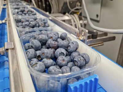 Polskie borówki trafią na Tajwan. Import zatwierdzony