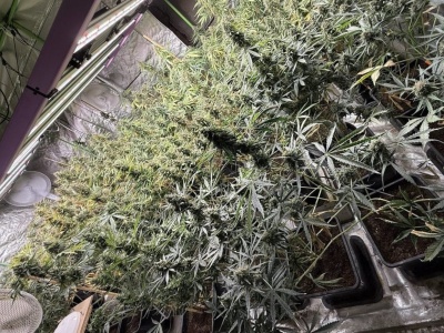 Nielegalna plantacja zlikwidowana przez policjantów z Kielc