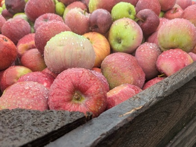 Na Ukrainie powstał duży sad sokowy. Pojedyncza inwestycja czy szerszy trend?